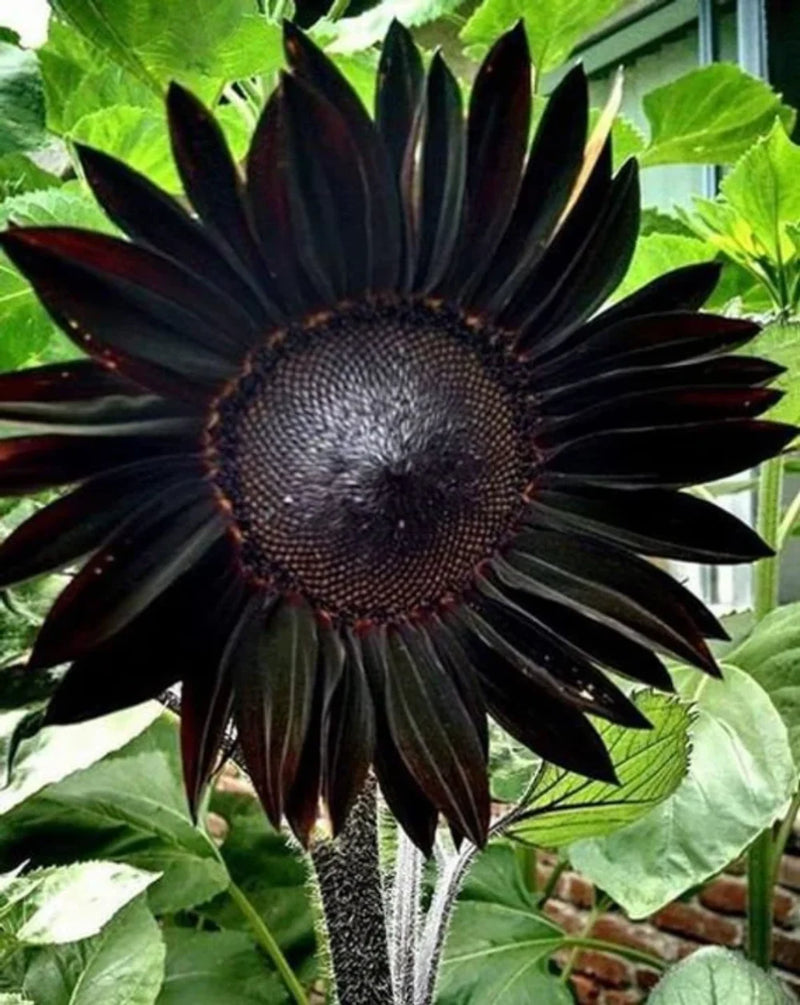 Black Giant Sunflower Seeds for Garden Planting