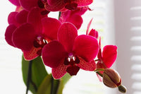 Red Butterfly Orchid Flower seeds for Planting - Bright Blooms, Heirloom & GMO Free Seeds for Home Garden