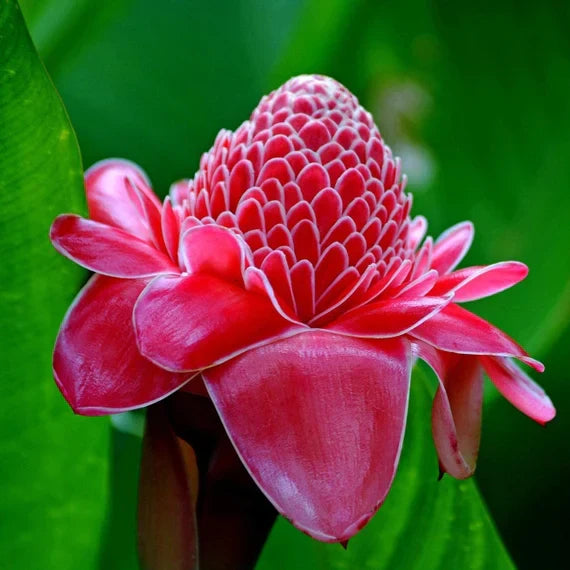 Red Green Torch Ginger Flower seeds for Planting - Easy to Grow, Heirloom & GMO Free Seeds for Home Garden