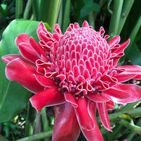 Red Torch Ginger Flower seeds for Planting - Premium Quality, Heirloom & GMO Free Seeds for Home Garden