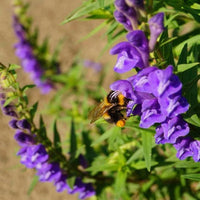 Heirloom Scutellaria Flower seeds for Planting Drought Tolerant Heirloom & GMO Free Seeds for Home Garden