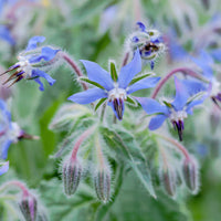 Borage Flower seeds for Planting Wildflower Mix Heirloom & GMO Free Seeds for Home Garden
 
 Sale