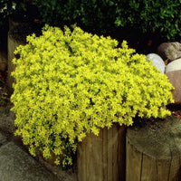 Green Cascade Flower seeds for Planting Perfect for Borders Heirloom & GMO Free Seeds for Home Garden