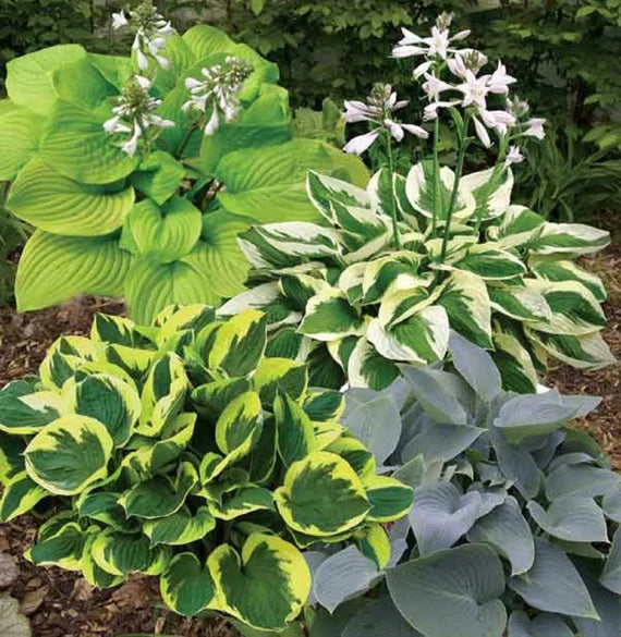 Hosta Flower seeds for Planting Sun Loving Heirloom & GMO Free Seeds for Home Garden