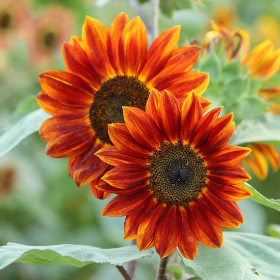 Orange Sunflower Seeds for Planting