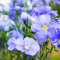 Usitatissimum Flower seeds for Planting - Bright Blooms, Heirloom & GMO Free Seeds for Home Garden