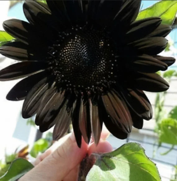 Black Giant Sunflower Seeds for Planting Fragrant Blossoms Heirloom & GMO Free Seeds for Home Garden
 
 Sale