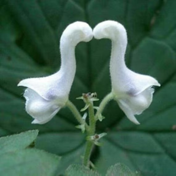 White Swan Flower seeds for Planting Long Bloom Season Heirloom & GMO Free Seeds for Home Garden 
 
 Sale