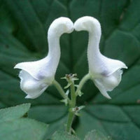 White Swan Flower seeds for Planting Long Bloom Season Heirloom & GMO Free Seeds for Home Garden 
 
 Sale