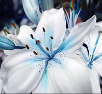 Blue White Lilium Flower seeds for Planting - Shade Tolerant, Heirloom & GMO Free Seeds for Home Garden