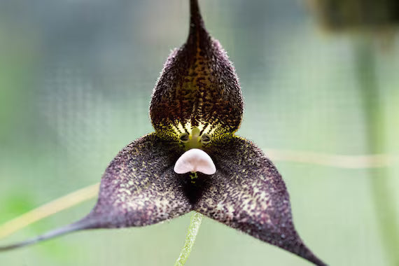 Black Dracula Flower seeds for Planting - Easy to Grow, Heirloom & GMO Free Seeds for Home Garden