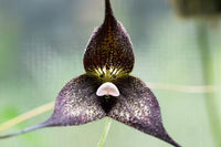 Black Dracula Flower seeds for Planting - Easy to Grow, Heirloom & GMO Free Seeds for Home Garden