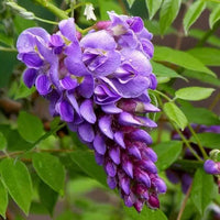 Heirloom Purple Chinese Wisteria Flower seeds for Planting Premium Quality Heirloom & GMO Free Seeds for Home Garden