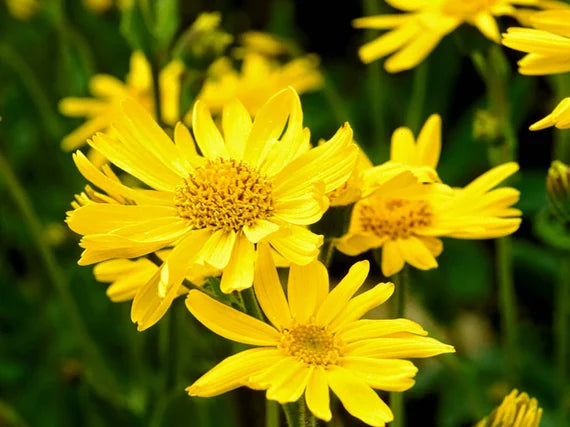 Fresh Arnica Flower seeds for Planting - Bright Blooms, Heirloom & GMO Free Seeds for Home Garden