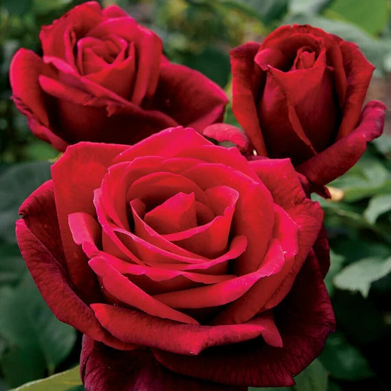 Red Away Rose Flower Seeds for Planting Sun Loving Heirloom & GMO Free Seeds for Home Garden
 
 Sale