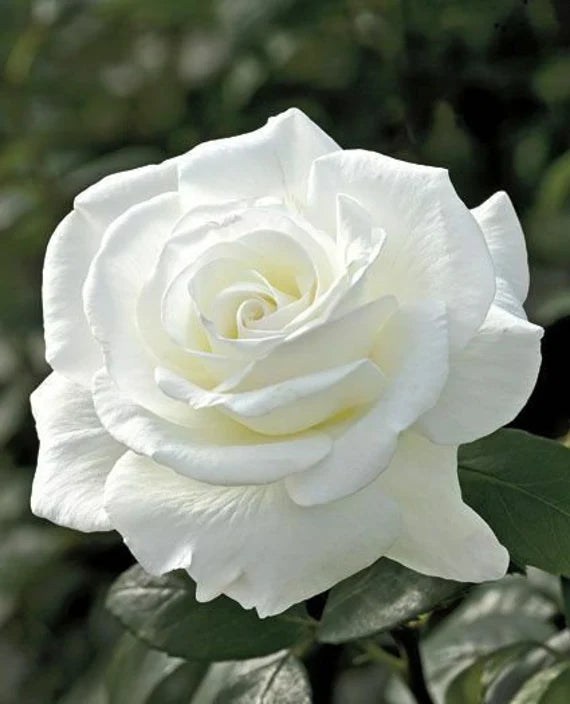 White Rose Flower seeds for Planting Bright Blooms Heirloom & GMO Free Seeds for Home Garden 
 
 Sale