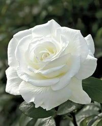 White Rose Flower seeds for Planting Bright Blooms Heirloom & GMO Free Seeds for Home Garden 
 
 Sale