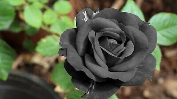Gray Rose Flower Seeds for Planting Vibrant Colors Heirloom & GMO Free Seeds for Home Garden
 
 Sale