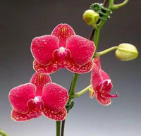 Red Phalaenopsis Flower Seeds for Planting Bright Blooms Heirloom & GMO Free Seeds for Home Garden
 
 Sale