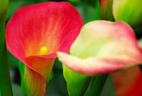Yellow Red Calla Flower Seeds for Planting Vibrant Colors Heirloom & GMO Free Seeds for Home Garden
 
 Sale