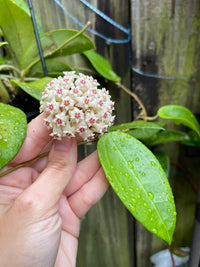 Green White Hoya Flower seeds for Planting - Vibrant Colors, Heirloom & GMO Free Seeds for Home Garden