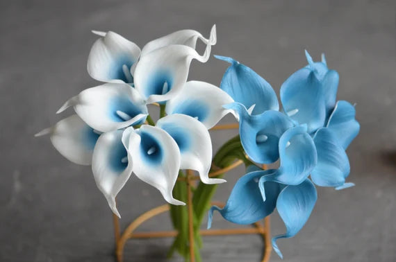 Sky Blue Calla Flower seeds for Planting - Shade Tolerant, Heirloom & GMO Free Seeds for Home Garden