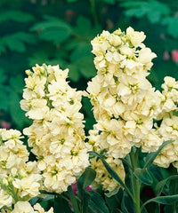 Yellow Matthiola Incana Flower Seeds for Planting Drought Tolerant Heirloom & GMO Free Seeds for Home Garden
 
 Sale