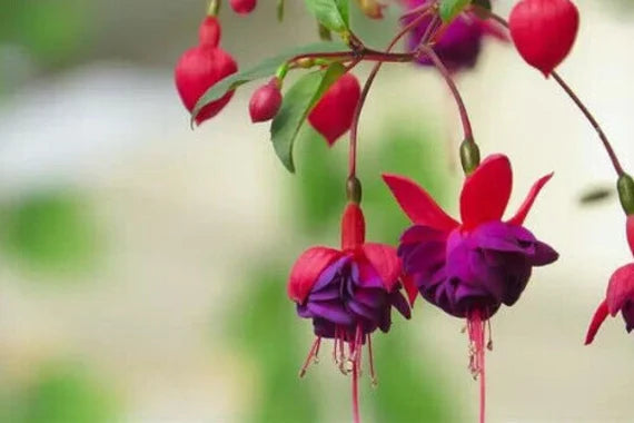 Red Violet Fuchsia Hybrida Seeds for Planting Cottage Garden Essential Heirloom & GMO Free Seeds for Home Garden
 
 Sale