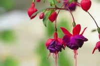 Red Violet Fuchsia Hybrida Seeds for Planting Cottage Garden Essential Heirloom & GMO Free Seeds for Home Garden
 
 Sale