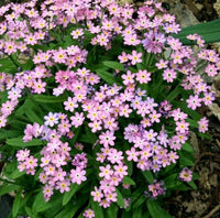 Pink Myosotis Sylvatica Flower seeds for Planting Shade Tolerant Heirloom & GMO Free Seeds for Home Garden 
 
 Sale