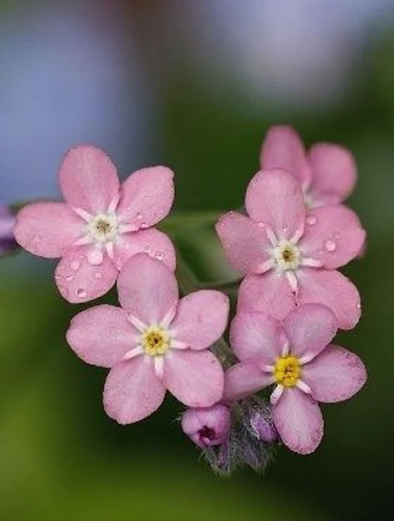 Pink Myosotis Sylvatica Flower seeds for Planting Shade Tolerant Heirloom & GMO Free Seeds for Home Garden 
 
 Sale