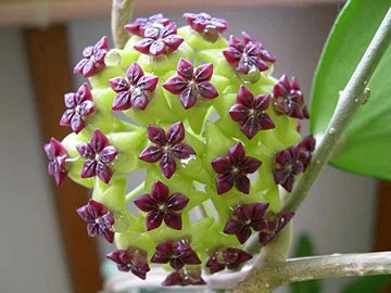 Green Purple Hoya Carnosa Flower Seeds for Planting Low Maintenance Heirloom & GMO Free Seeds for Home Garden
 
 Sale