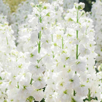 White Evening Stock Flower Planting for Lush Blooms in Your Garden  Seeds for Stunning Nighttime Fragrance