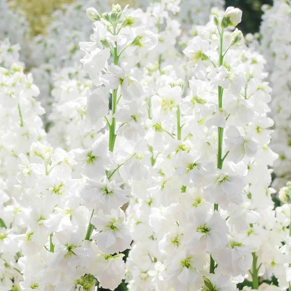 White Evening Stock Flower Planting for Lush Blooms in Your Garden  Seeds for Stunning Nighttime Fragrance