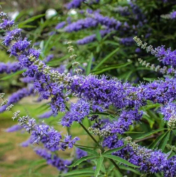 Vitex Agnus Flower seeds for Planting - Vibrant Colors, Heirloom & GMO Free Seeds for Home Garden