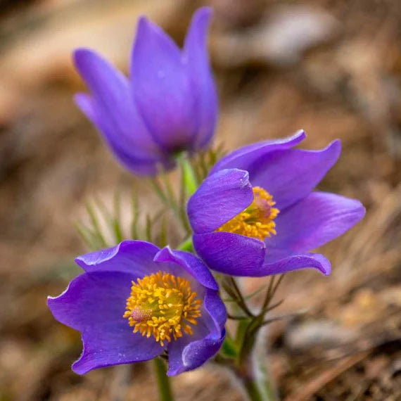 Sky Blue Anemone Pulsatilla Flower Seeds for Planting Cottage Garden Essential Heirloom & GMO Free Seeds for Home Garden
 
 Sale