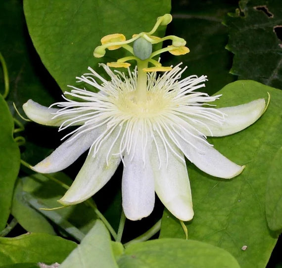 White Passiflora Flower seeds for Planting - Hardy Variety, Heirloom & GMO Free Seeds for Home Garden