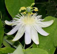 White Passiflora Flower seeds for Planting - Hardy Variety, Heirloom & GMO Free Seeds for Home Garden