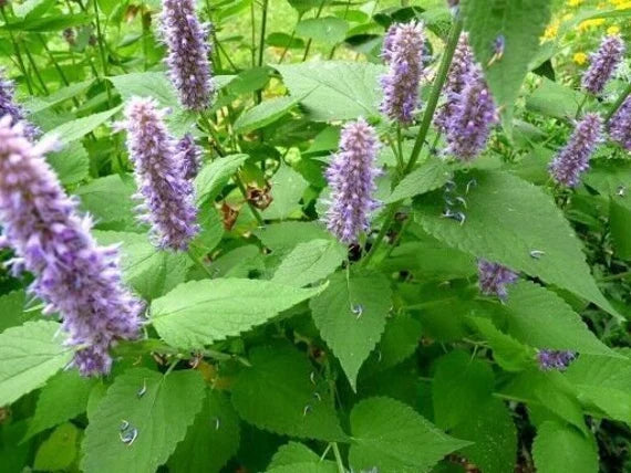 Agastache Rugosa Flower seeds for Planting - Compact Growth, Heirloom & GMO Free Seeds for Home Garden