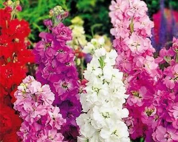 Mixed Matthiola Incana Flower seeds for Planting - Fragrant Blossoms, Heirloom & GMO Free Seeds for Home Garden