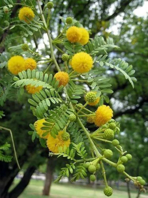 Acacia Baileyana Flower seeds for Planting - Cut Flower Favorite, Heirloom & GMO Free Seeds for Home Garden