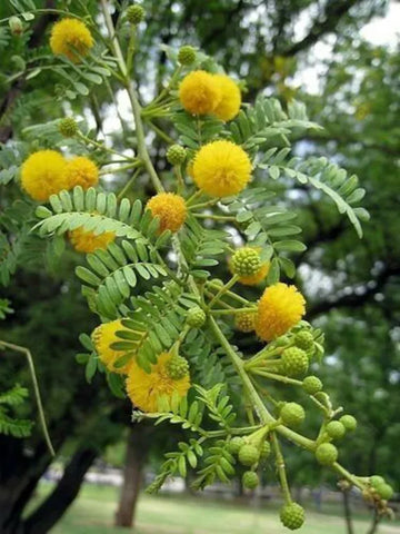 Acacia Baileyana Flower seeds for Planting - Cut Flower Favorite, Heirloom & GMO Free Seeds for Home Garden