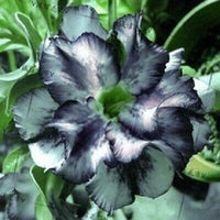 Green Black Adenium Obesum Flower seeds for Planting Fragrant Blossoms Heirloom & GMO Free Seeds for Home Garden