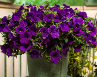 Violet Petunia Hanging Flower Seeds for Planting – Heirloom NONGMO Easy to Grow Garden Blooms 
 
 Sale