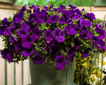 Violet Petunia Hanging Flower Seeds for Planting – Heirloom NONGMO Easy to Grow Garden Blooms 
 
 Sale