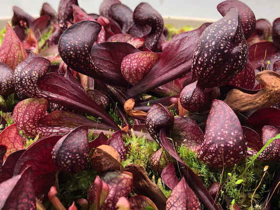 Carnivorous Flower seeds for Planting - Garden Favorite, Heirloom & GMO Free Seeds for Home Garden
