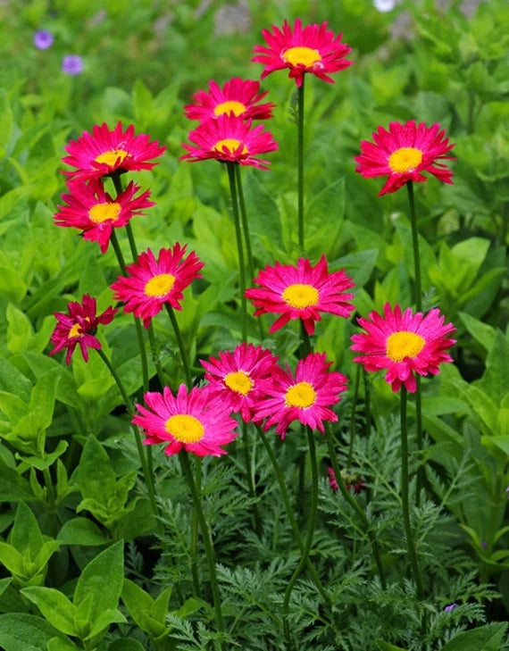 Pink Pyrethrum Flower seeds for Planting Low Maintenance Heirloom & GMO Free Seeds for Home Garden 
 
 Sale
