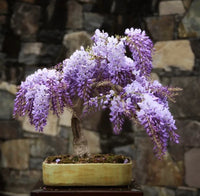 Violet Simsii Bonsai Flower seeds for Planting Garden Favorite Heirloom & GMO Free Seeds for Home Garden