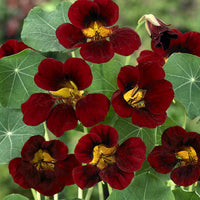 Black Nasturtium Flower seeds for Planting Cut Flower Favorite Heirloom & GMO Free Seeds for Home Garden