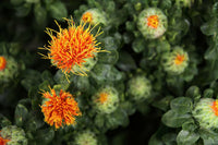 Heirloom SafFlower seeds for Planting Garden Favorite Heirloom & GMO Free Seeds for Home Garden
